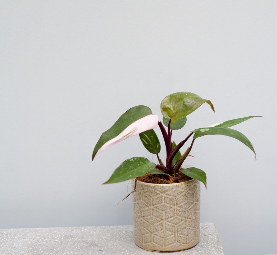 Ý nghĩa phong thủy của cây Công Chúa Hồng